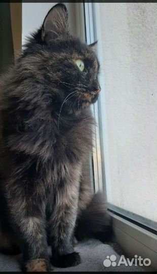 Кошка в дар