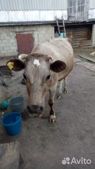 Корова стельная дойная