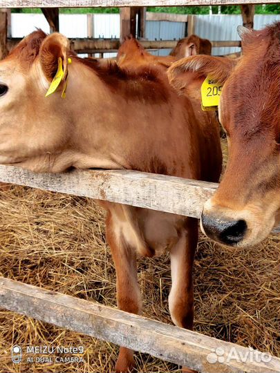 Телята. Бычки. Телки до 3х месяцев