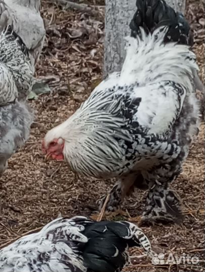 Петух брама Колумбийский