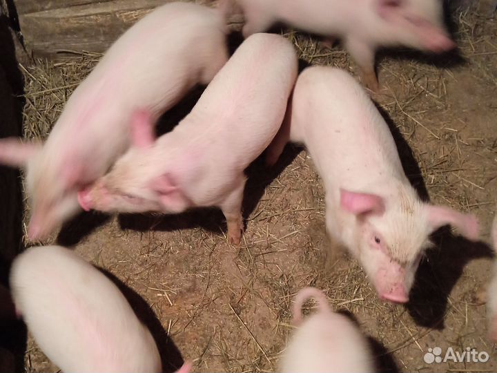 Поросенок ландрас
