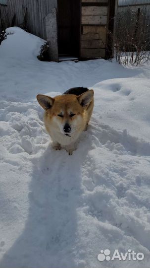 Собака