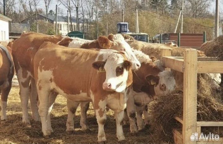 Телята Тёлки Нетель