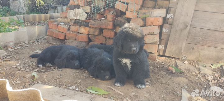 Нам 2 месяца.Детки ждут новых мама и пап