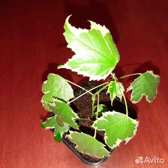 Абутилон variegata souvenir DE bonn
