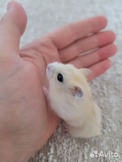 Джунгарский хомяк