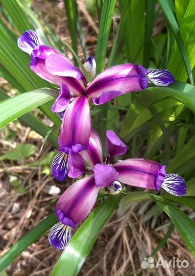 Ирис Спуриа орхидеевидный