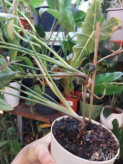 Сингониум триколор