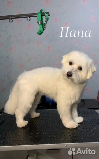 Щенки мальтийской болонки