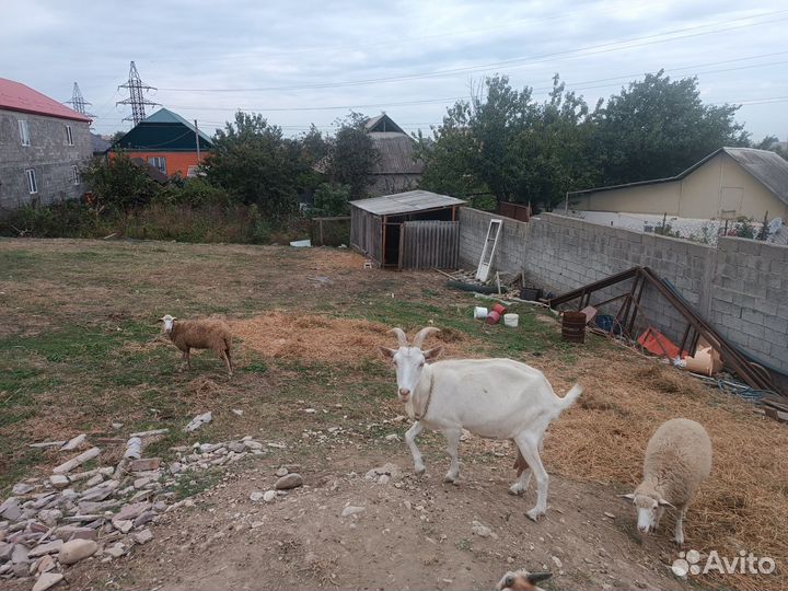 Коза нубийская