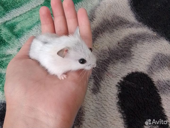 Джунгарский хомяк