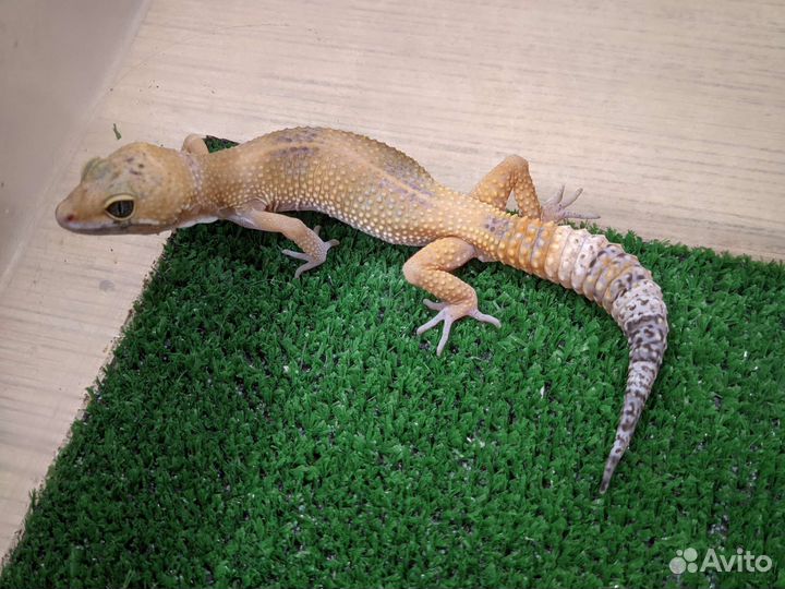 Малыши эублефара