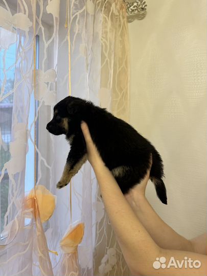 Щенок в добрые руки