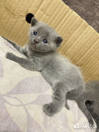 Британские котята