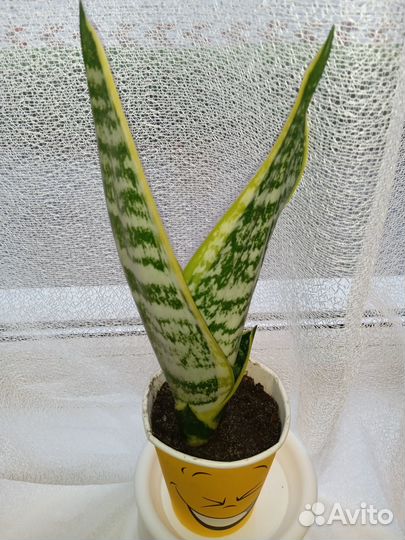Сансевиерия трехполосная, средняя высота