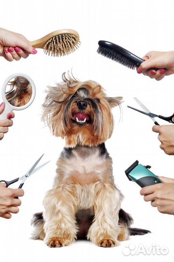 Грумер на дом, стрижка собак