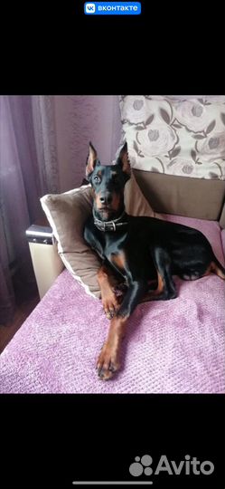 Доберман вязка