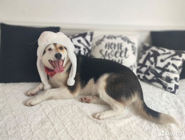 Щенок в добрые руки