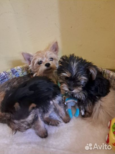 Йоркширский терьер щенки смесь