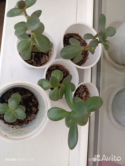 Толстянка (денежное дерево)