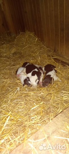 Щенки Русской пегой гончей