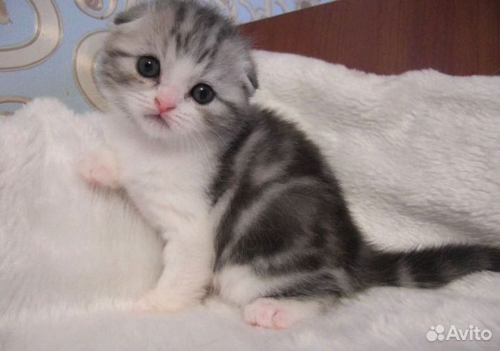 Шотландские котята