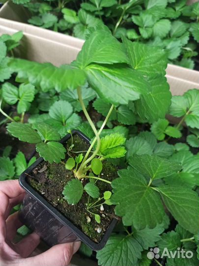 Земляника Круглый год.Тристан черри