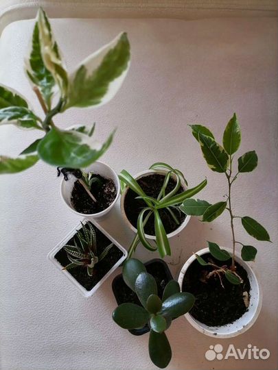 Цветы в дом