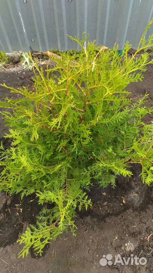 Туя Брабант