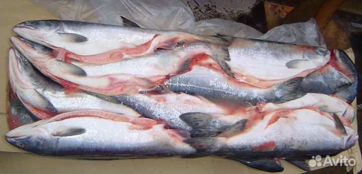 Рыба и Морепродукты