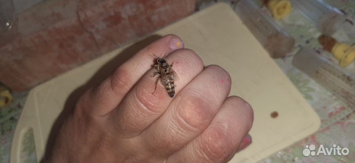 Продажа плодных маток Карника F1