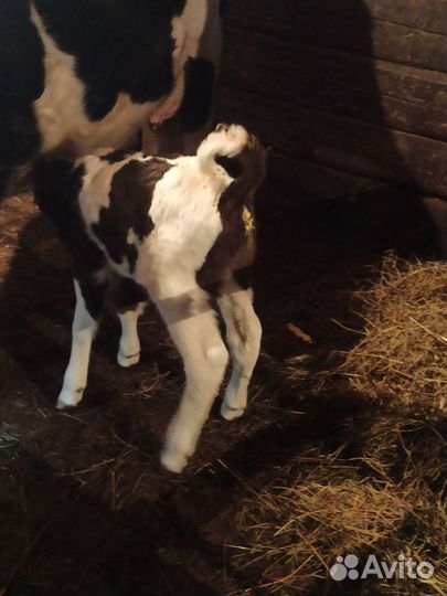 Бычки и телята