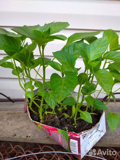 Рассада перца и баклажан