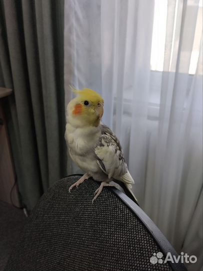 Попугай корелла ручной