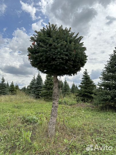 Голубые ели