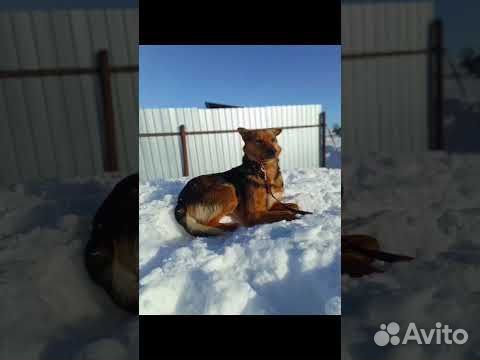 Бесплатно в добрые руки молодой кобель