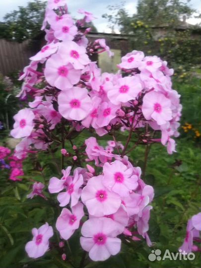 Флоксы сортовые