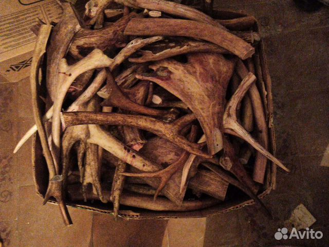 Рога оленя для собаки