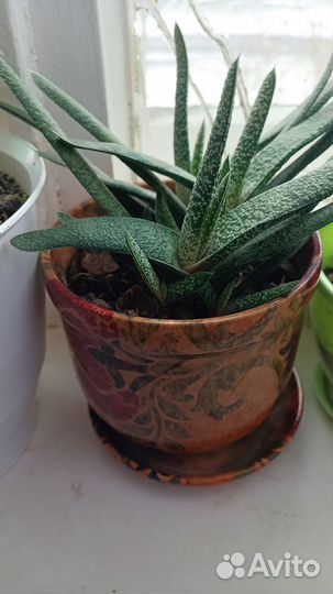 Комнатные цветы