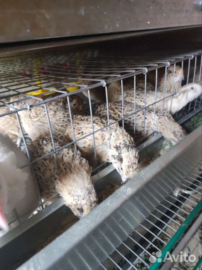 Перепел несушка маньчжурские, техасцы