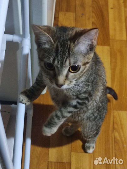 Кошка ищет дом