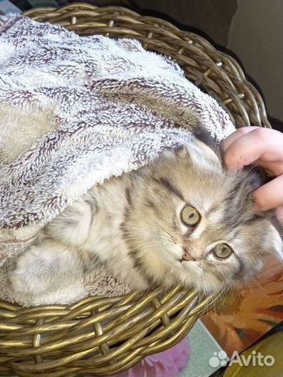 Милые пушистики