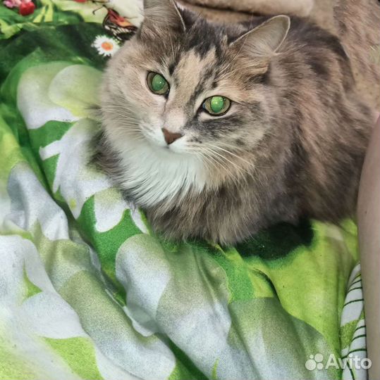 Отдам в добрые руки