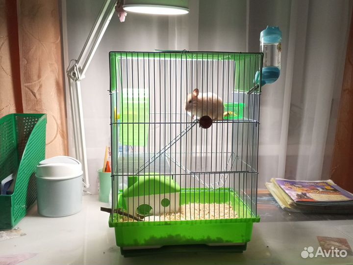 Хомячок с клеткой