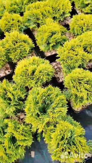 Туя шар Мириам