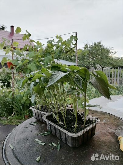 Перец болгарский рассада