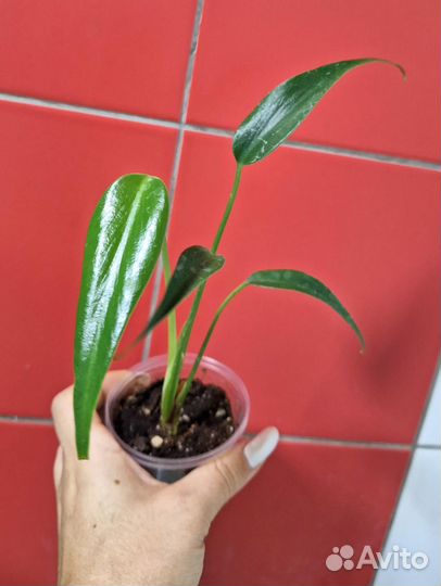 Монстера Бурле маркс флейм