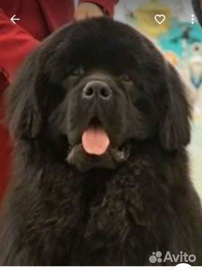 Ньюфаундленд вязка