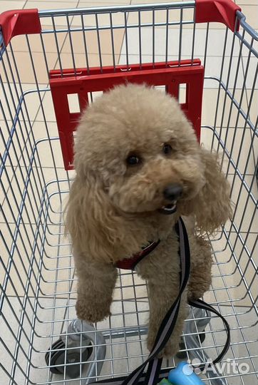 Той-пудель вязка