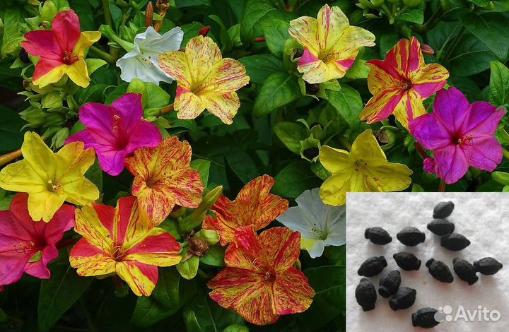 Семена Мирабилиса (есть рассада), Люпина, др. цв